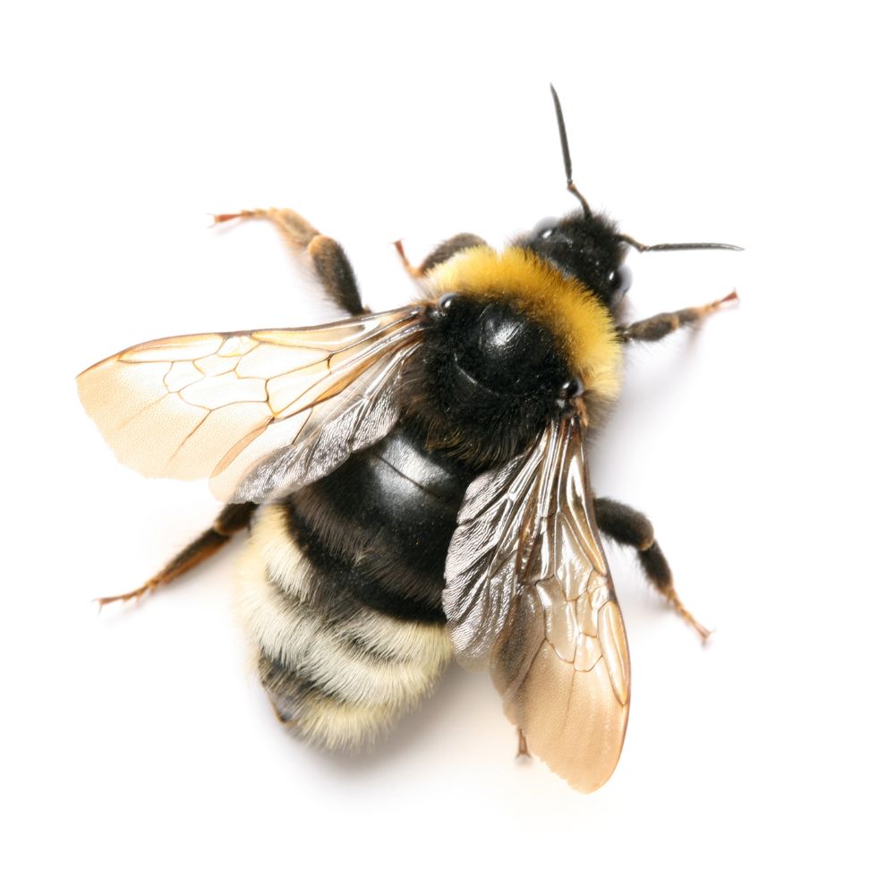 Abeilles, guêpes et bourdons les distinguer pour mieux les accueillir! Abeilles, guêpes et bourdons les distinguer pour mieux les accueillir!