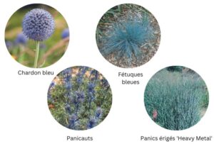 plantes à fleurs bleues