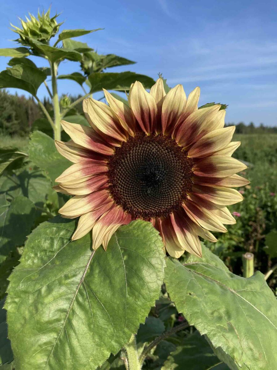 Tournesol