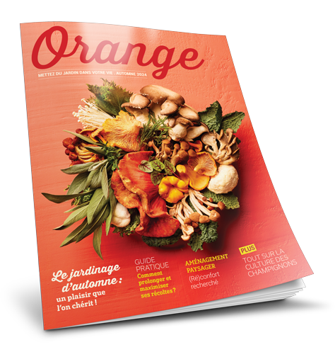 Magazine Orange 2024