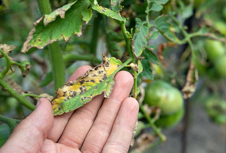 Tache septorienne sur une tomate endommagé par les maladies au potager