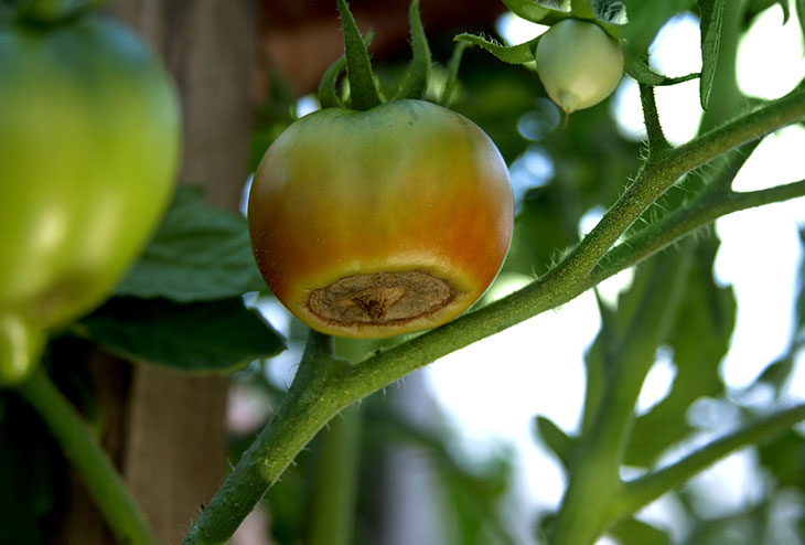 Maladie des tomates. Pourriture apicale de la tomate
