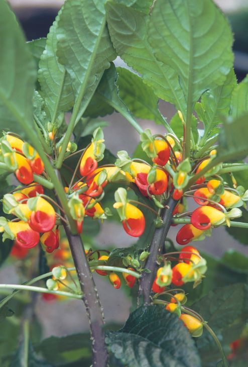 Impatience de Zanzibar/plantes qui fleurissent en hiver