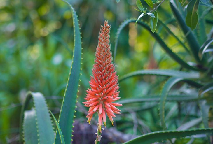 plantes qui fleurissent en hiver