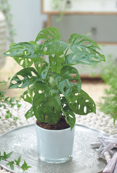 plante miniature