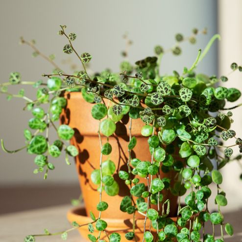 plantes miniatures