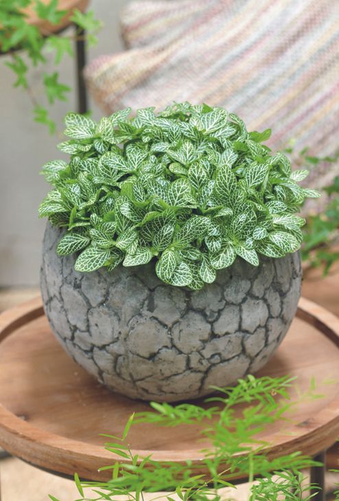 Fittonia, plantes miniatures