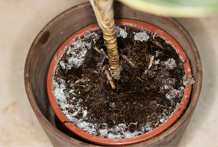 Moisissure blanche duveteuse sur la surface du terreau d'une plante d'intérieur en pot, signalant un excès d'humidité.