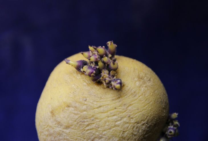 planter des pommes de terre