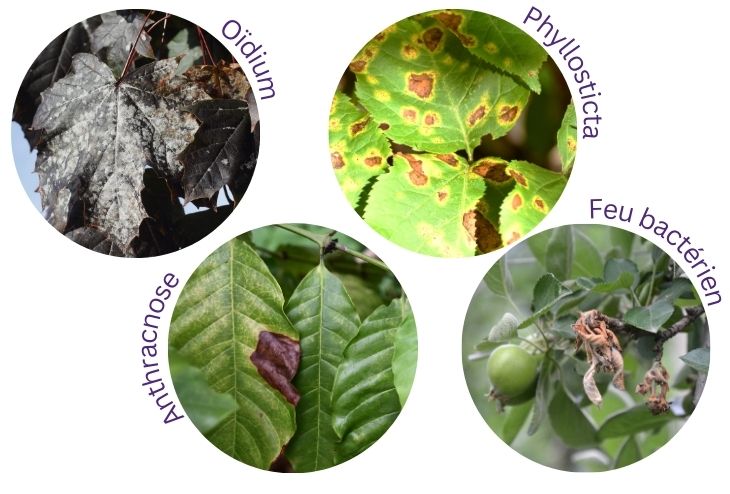 Maladies des arbres et symptômes