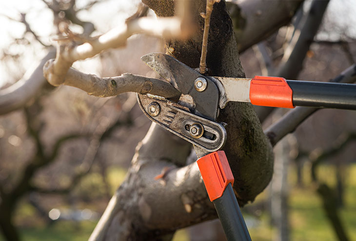 Un professionnel en élagage coupe la branche d'un arbre avec un coupe-branche