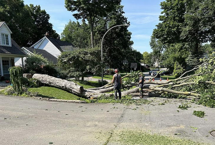 L'équipe d'arboriculteurs de Arbres N.G.L. vient d'élaguer et de couper un arbre de grande dimension