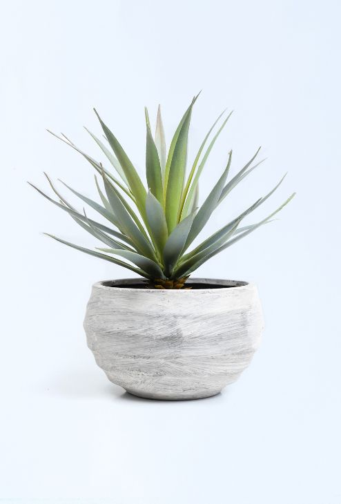 Agave