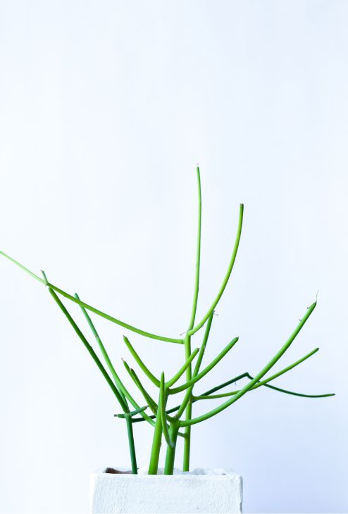 Euphorbia tirucalli