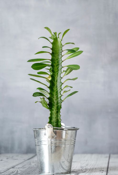 Euphorbia Trigona
