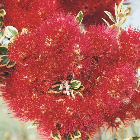 Pohutukawa