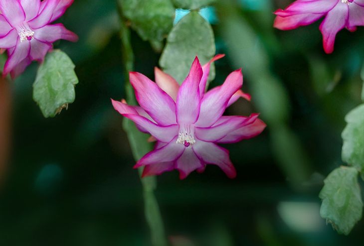cactus de noel rose