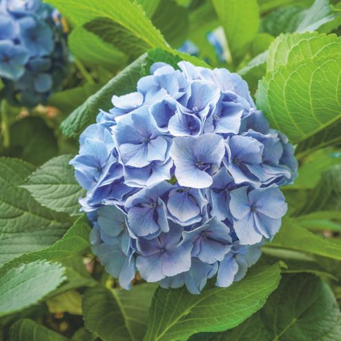 Hortensia