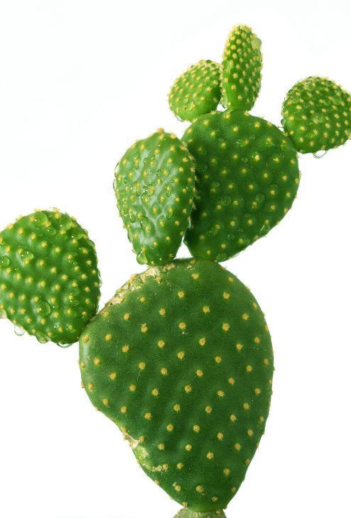 Opuntia
