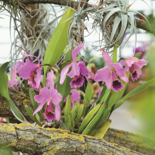 Orchidée de Noel