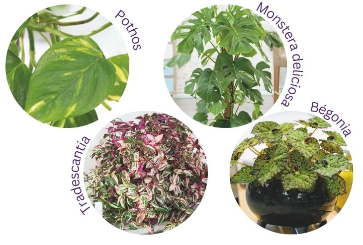 Plantes à bouturer en hiver