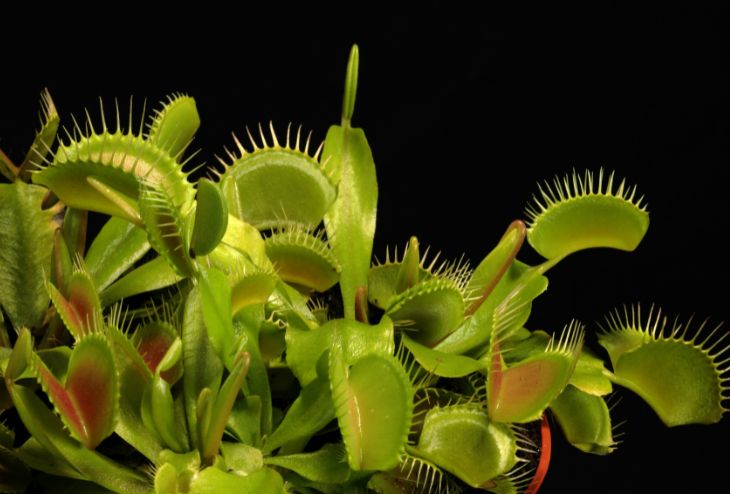 Plantes carnivores au parc marie-victorin