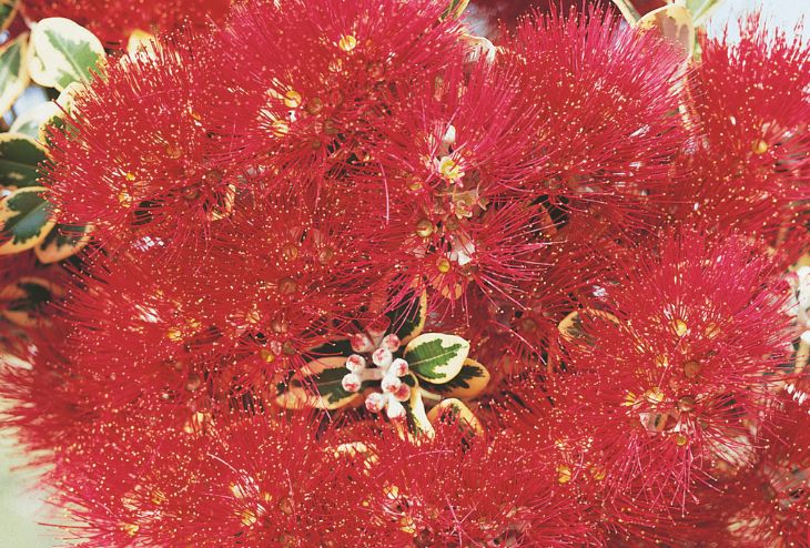Plantes de noel dans le monde