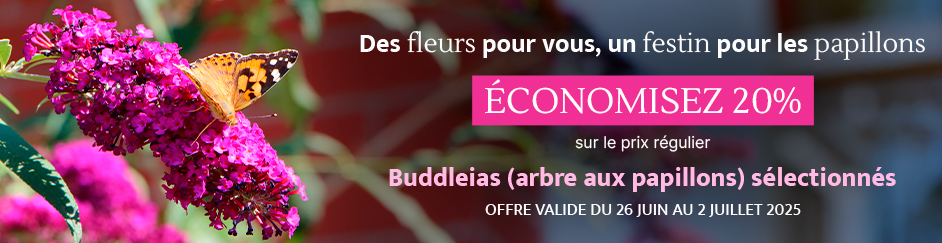 Bannière Botanix à partir du 26 juin - Papillons