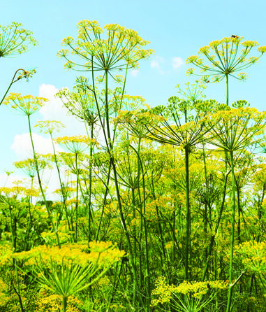 Fleurs aériennes d’aneth en pleine floraison sous un ciel bleu