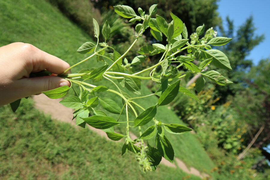 Brin de basilic citron tenu à la main, en gros plan au jardin