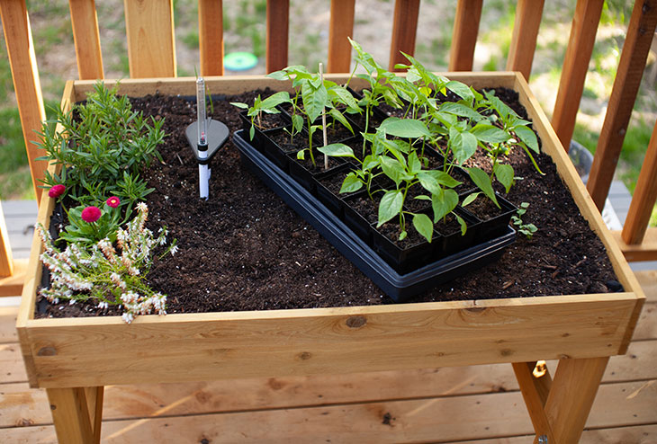 Table potagère en bois remplie de terre, avec jeunes plants de légumes et fleurs prêtes à être transplantées