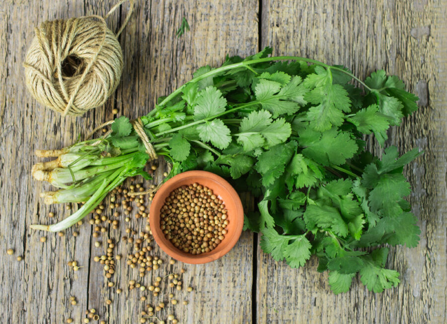 Bouquet de coriandre vietnamienne fraîche avec ses graines dans un petit bol en terre cuite