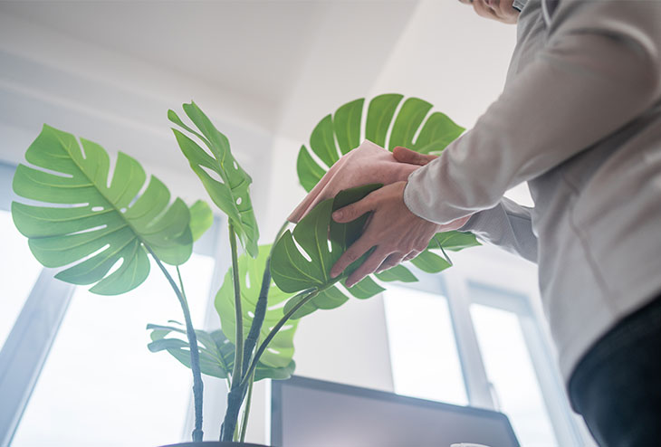 Personne prenant soin d'un Monstera deliciosa à la maison