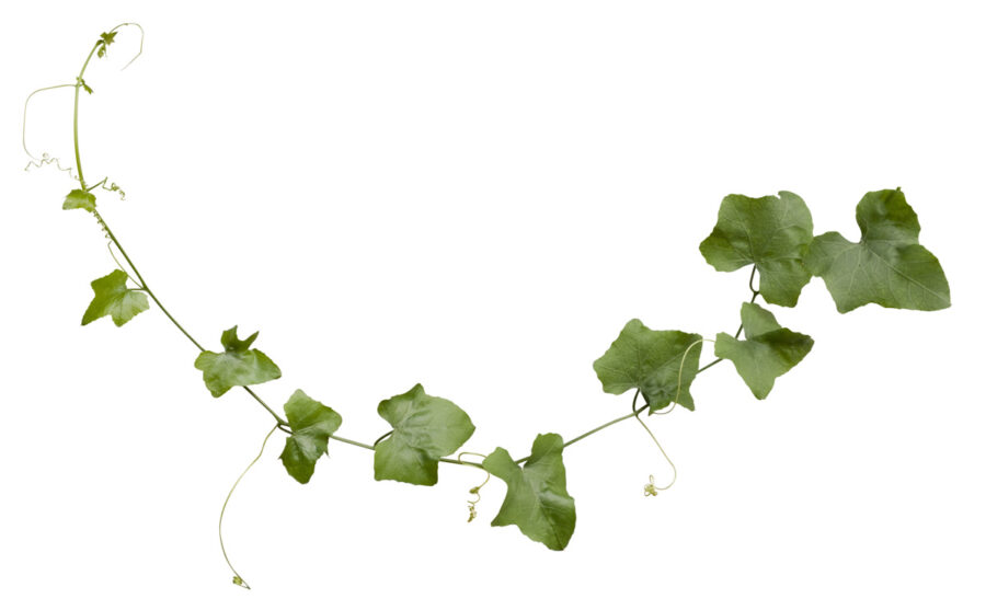 Branche de lierre cultivée dans l’eau, démontrant la propagation et la croissance hydroponique.
