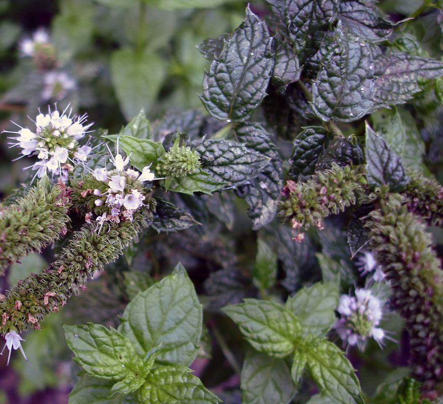 Feuillage texturé de menthe verte avec fleurs blanches en épis