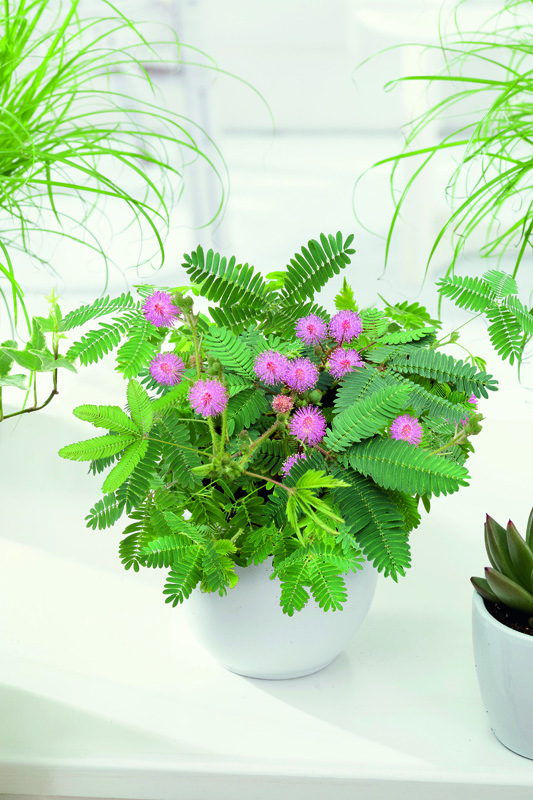 Plante sensitive (Mimosa pudica) en pot, ornée de petites fleurs roses et de feuilles fines et mobiles.
