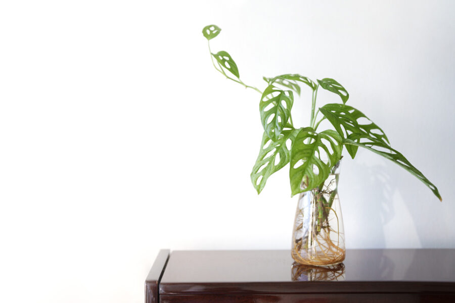 Monstera adansonii Swiss Cheese dans un vase en verre, avec ses feuilles ajourées distinctives