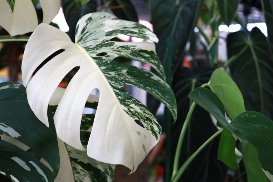 Feuille de Monstera deliciosa variegata 'Albo' présentant un panaché blanc et vert spectaculaire