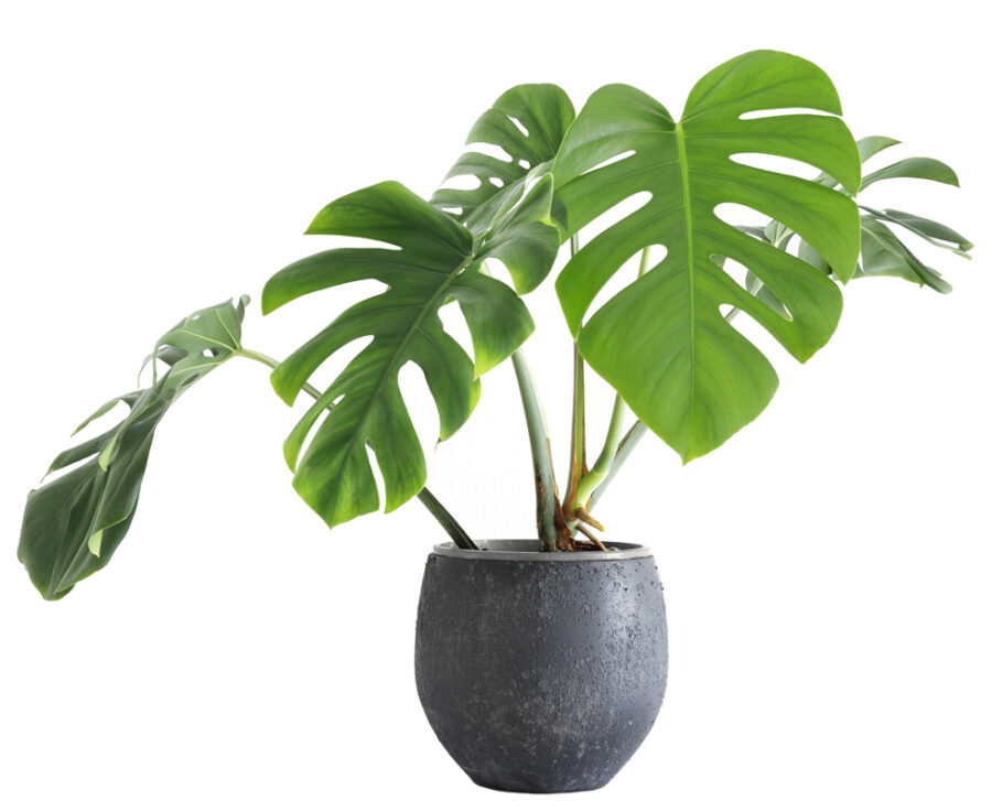 Monstera deliciosa adulte en pot, aux grandes feuilles découpées vert foncé