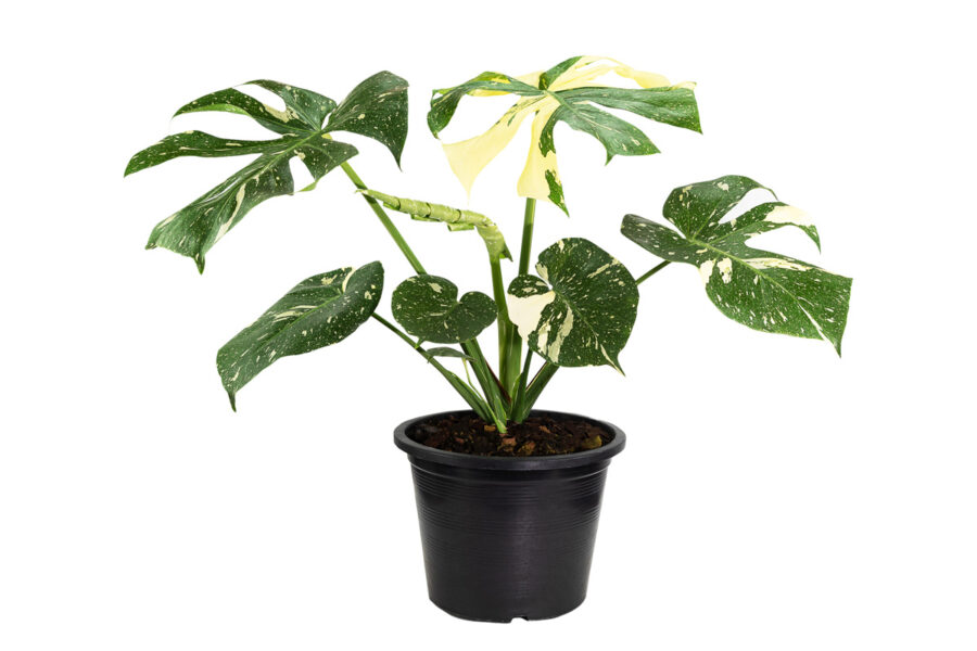 Monstera Thai Constellation en pot, avec des feuilles panachées de vert et de crème, effet marbré