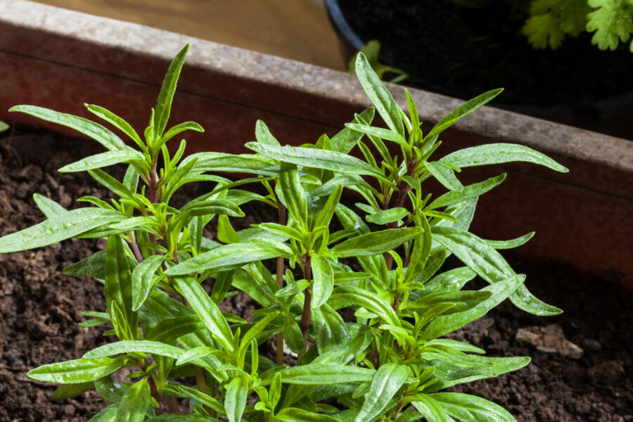 Plant de sarriette d’été en pot, aux feuilles étroites et allongées