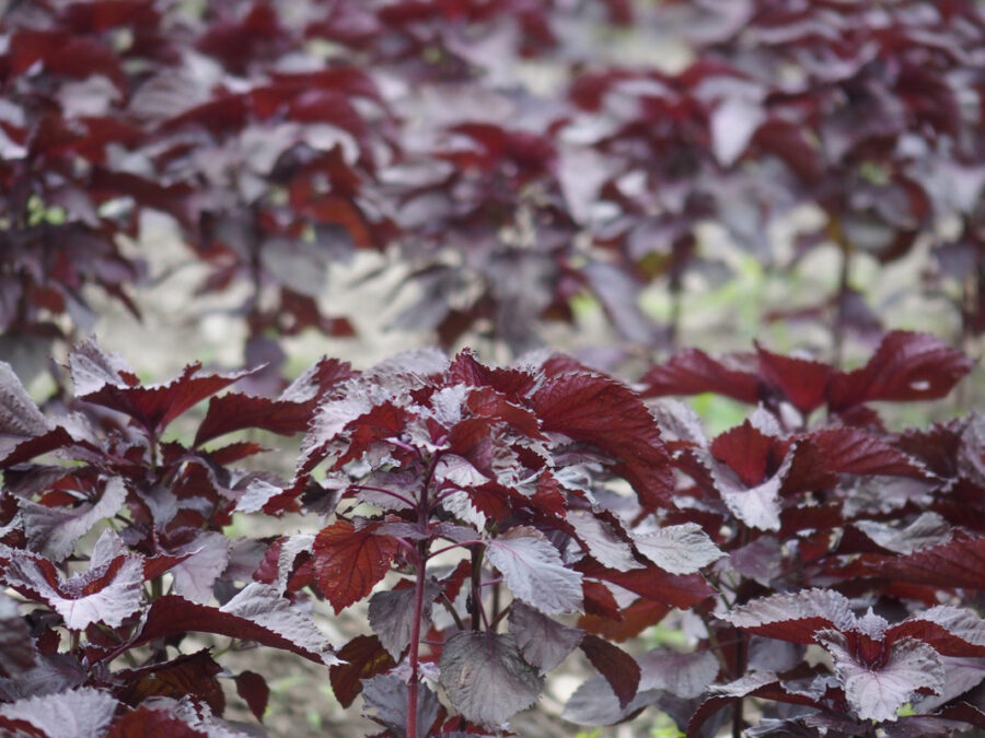 Feuillage dense et coloré de shiso rouge, une herbe aromatique asiatique
