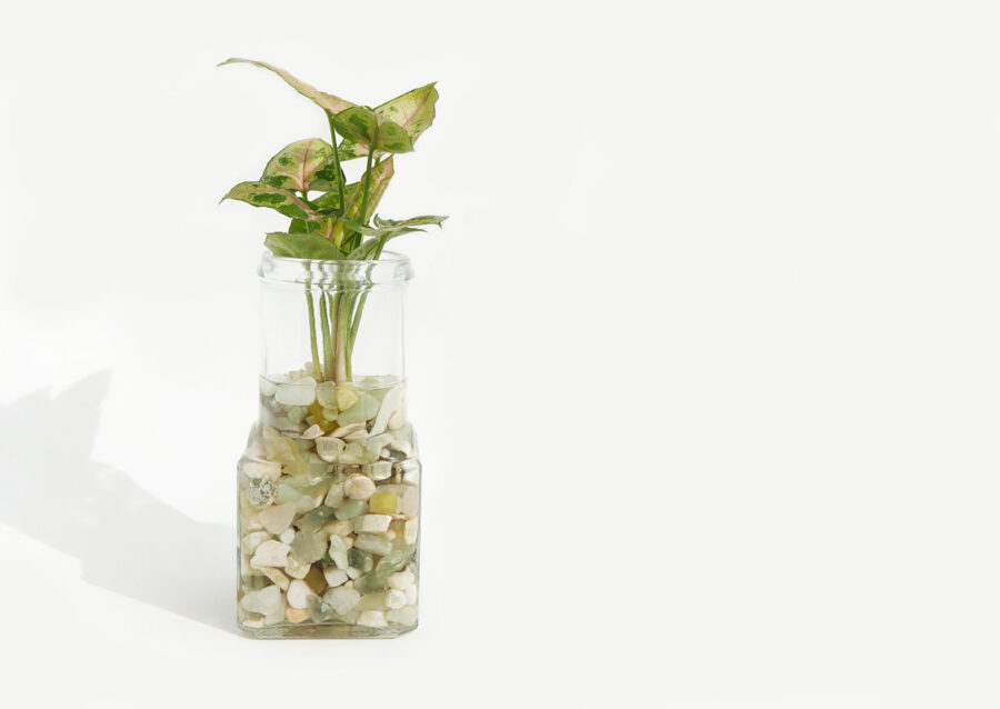 Syngonium planté dans un pot en verre avec des pierres décoratives et de l’eau, sur fond blanc.