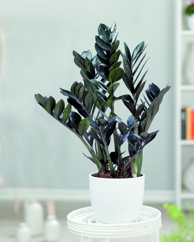 Zamioculcas zamiifolia noir en pot blanc, plante d’intérieur élégante au feuillage lustré.