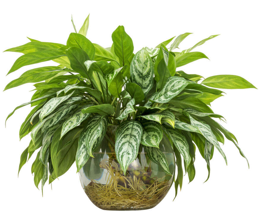 Aglaonema poussant dans un vase transparent rempli d’eau, parfait pour la culture hydroponique en intérieur.