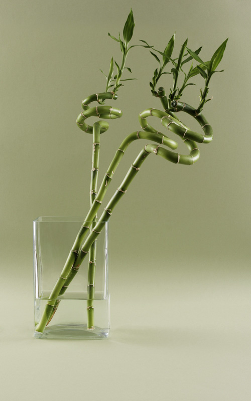 Tiges de bambou chanceux en spirale dans un vase rectangulaire rempli d’eau, exemple de plante facile à cultiver sans terre.