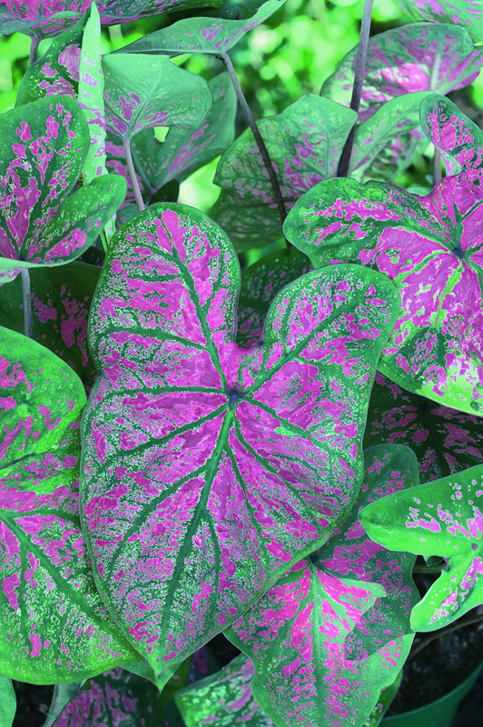 Feuille de caladium bicolor aux motifs verts et fuchsia, plante d’intérieur tropicale au feuillage décoratif.