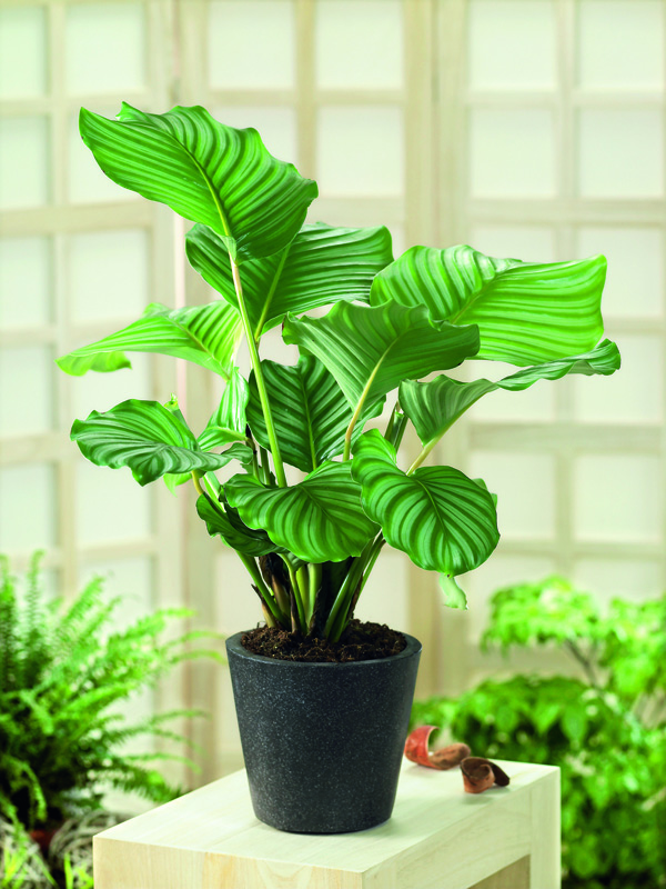 Calathea orbifolia en pot, aux grandes feuilles rondes et nervurées, dans un décor lumineux.