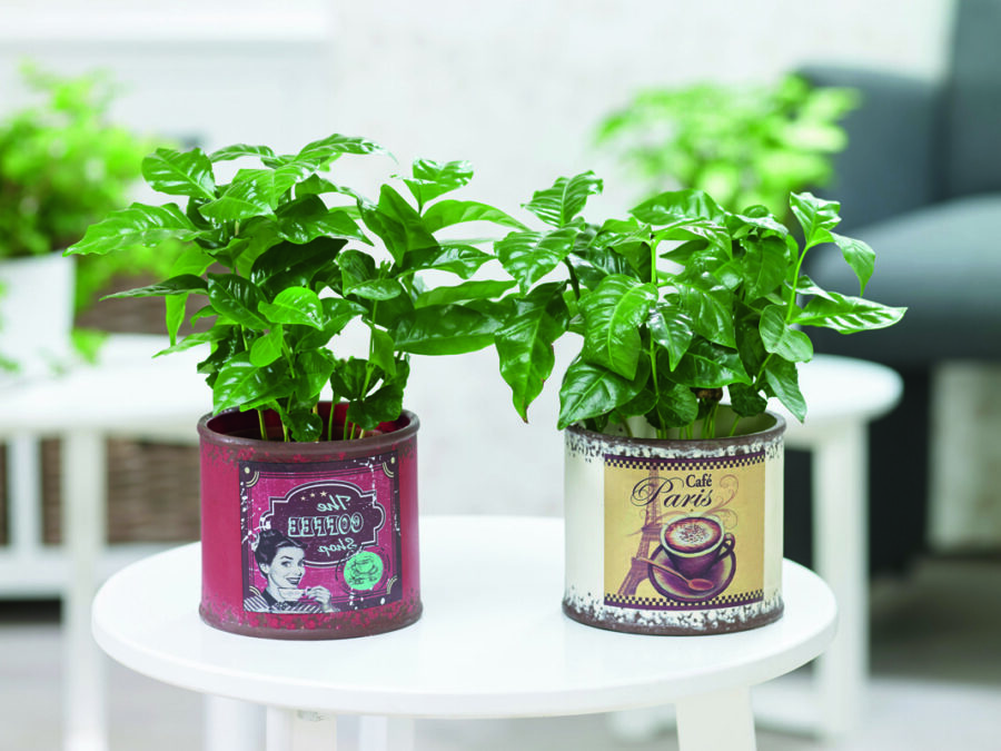 Deux plants de caféier (Coffea arabica) en pot décoratif rétro, sur une table blanche.