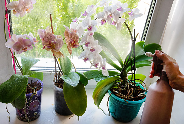 Entretien des orchidées sur le rebord d'une fenêtre – vaporisation des feuilles et racines pour maintenir l'humidité